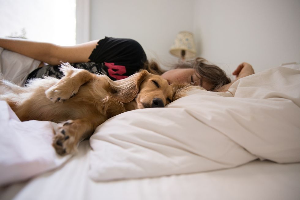 velcro dog sleep in bed