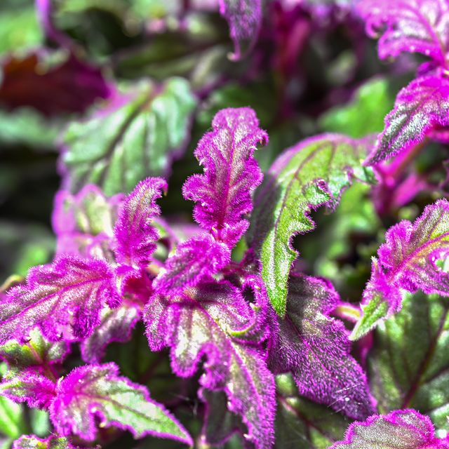 velvet plant purple passion plant