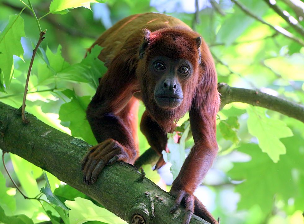 venezuelan red howler monkey