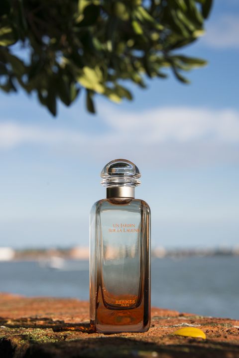 Bottle, Water, Glass bottle, Perfume, Tree, Fluid, Liquid, Ocean, Glass, Photography, 