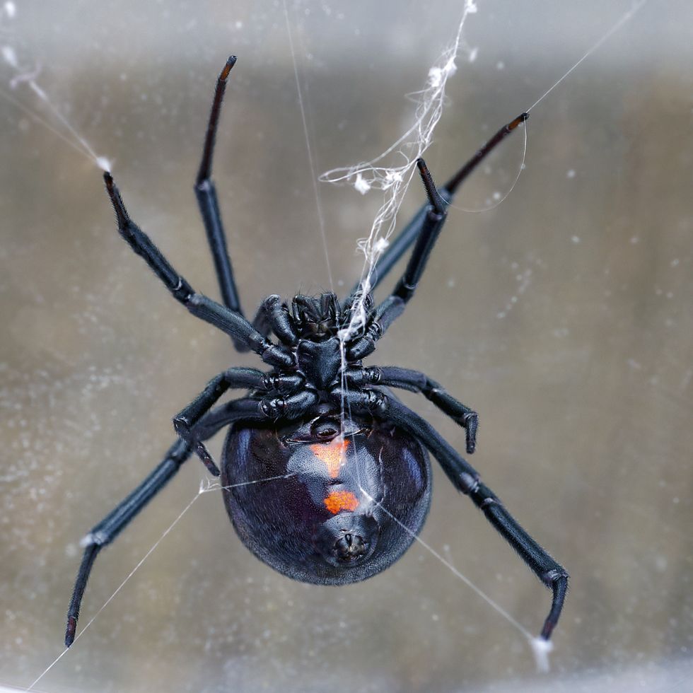 ventral side of black widow spider