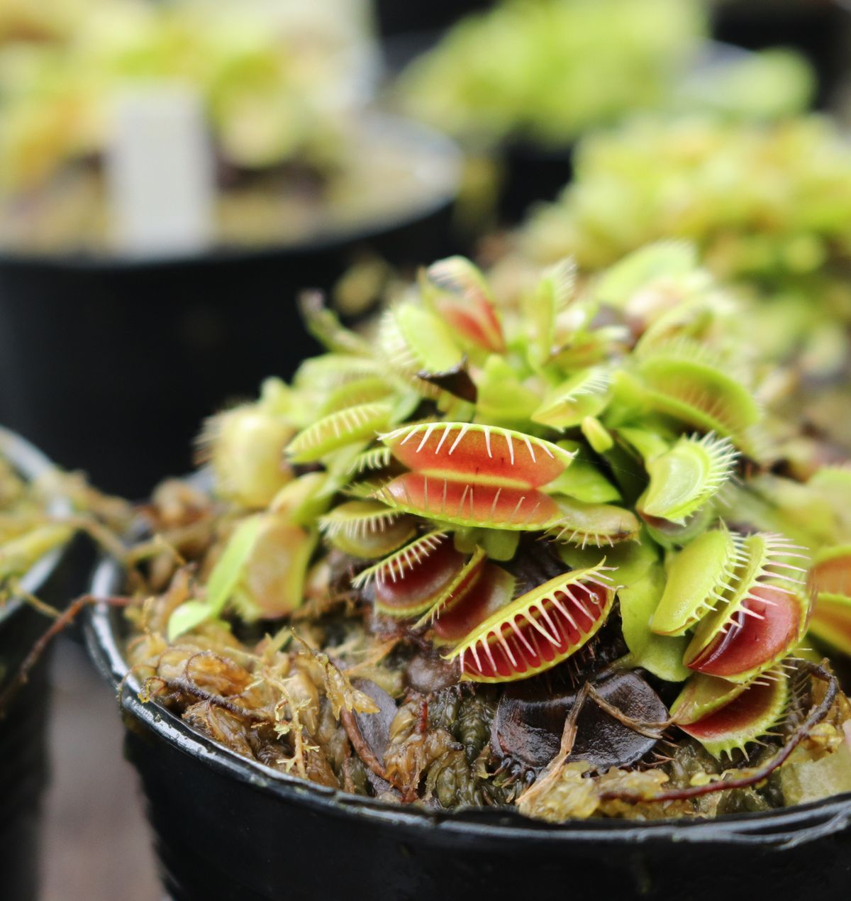 How to Care for Venus Flytraps Indoors