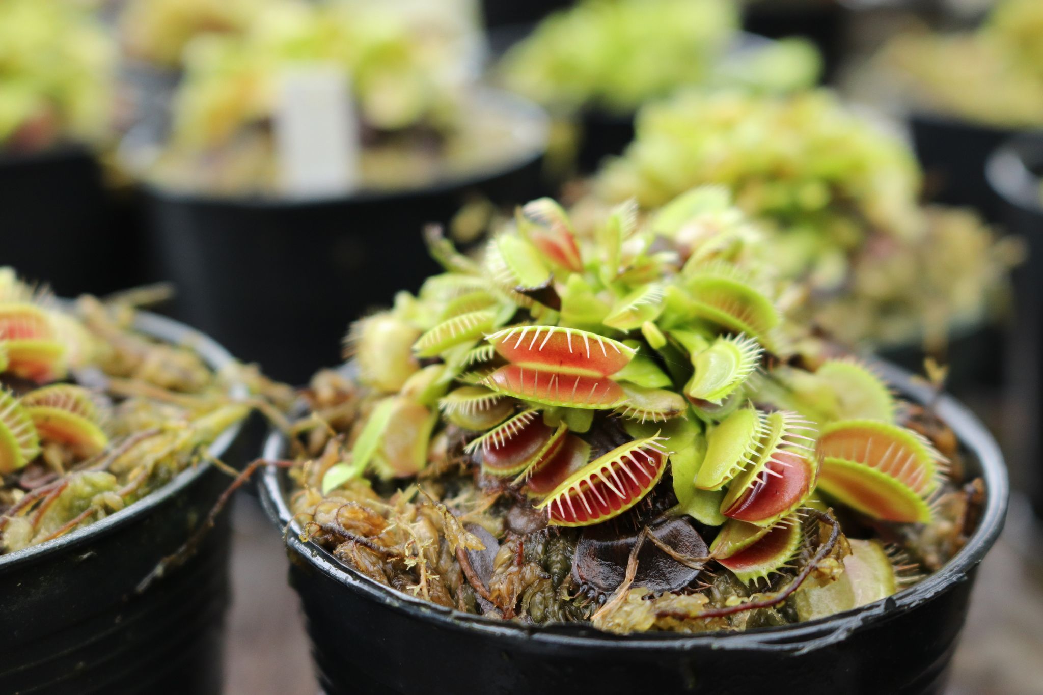 Venus flytraps: Everything you need to know about growing them