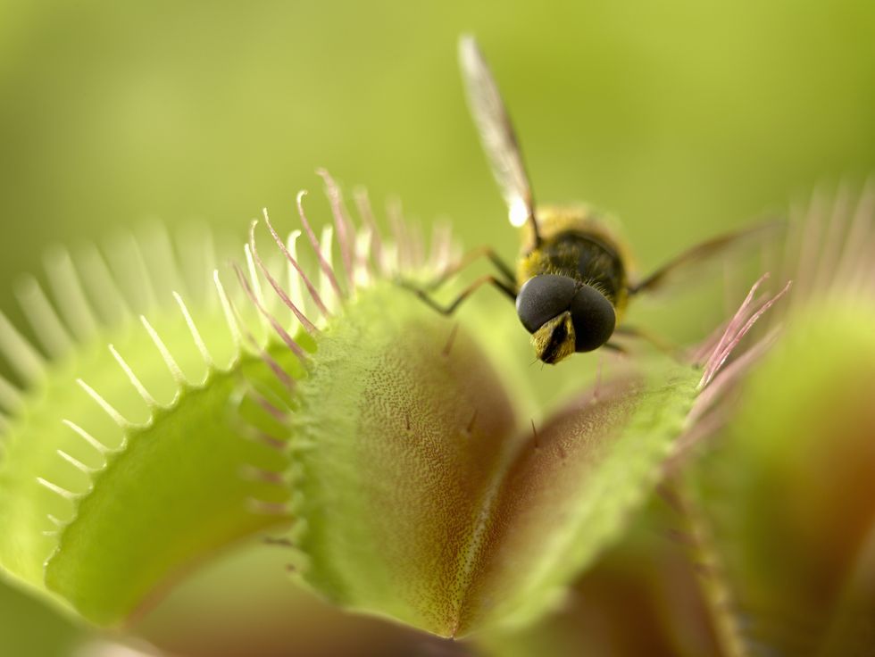 close up of fly standing on venus flytrap