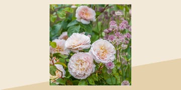 david austin roses