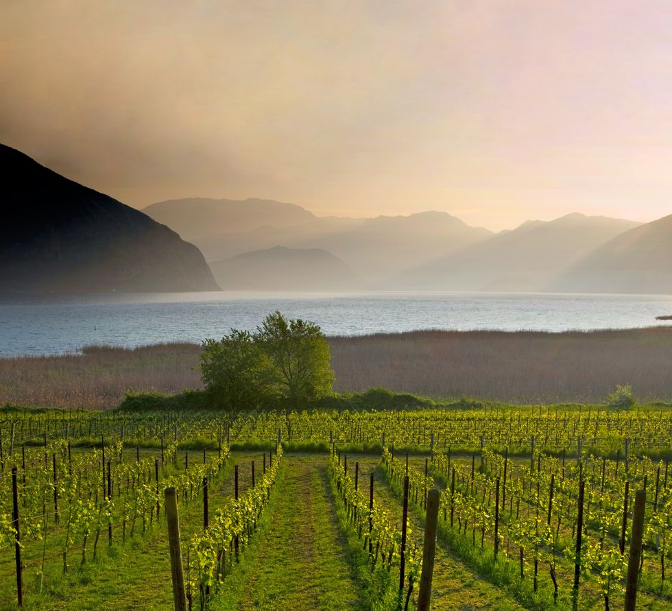 vineyards and iseo lake