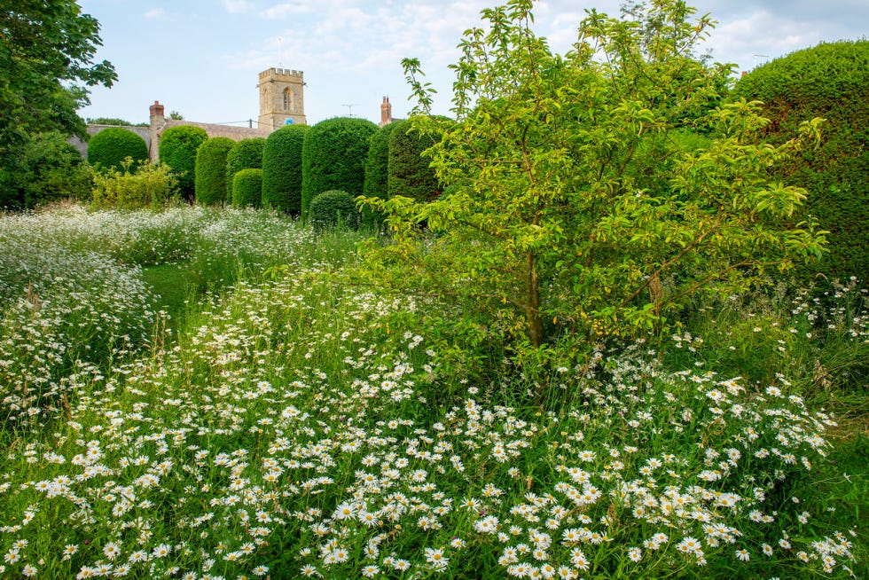 a bulbous topiary hedge contrasts the flounce of a meadow in dorset design, charlotte harris