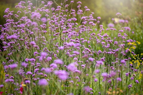 8 Drought-Tolerant Plants That Can Handle Dry Weather