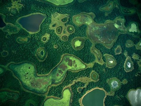 Tijdens het regenseizoen in de Pantanal een van de grootste wetlands ter wereld bevinden zich groene lagunes te midden van hoger gelegen bossen Zoogdieren zoals jaguars en apen nemen hun toevlucht tot de bossen totdat het water zakt waarna ze zich tegoed doen aan vis en andere waterdieren die zijn opgesloten in de slinkende plassen