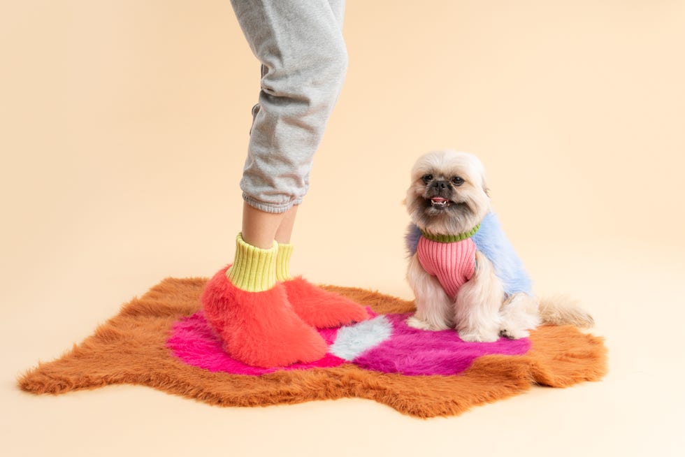 a dog wearing a sweater and a pink shirt