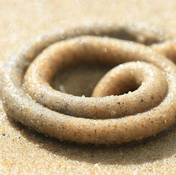 detail of a sand coated lugworm on a beach around the isle of portland, taken on august 24, 2010 photo by paul groganphotoplus magazine via getty images