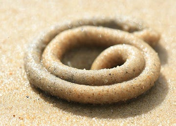 detail of a sand coated lugworm on a beach around the isle of portland, taken on august 24, 2010 photo by paul groganphotoplus magazine via getty images