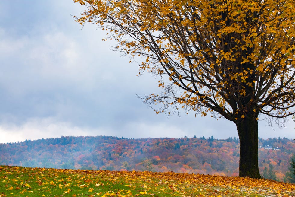 14 Best Autumn Poems - Classic Poems About Fall