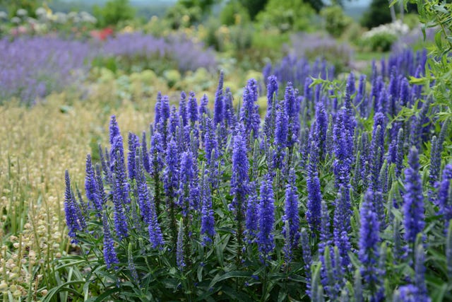 a field of purple flowers