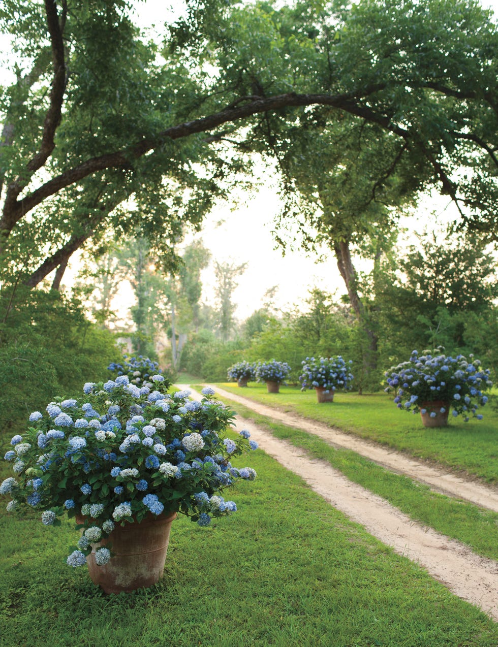 Furlow Gatewood Allée of Hydrangea