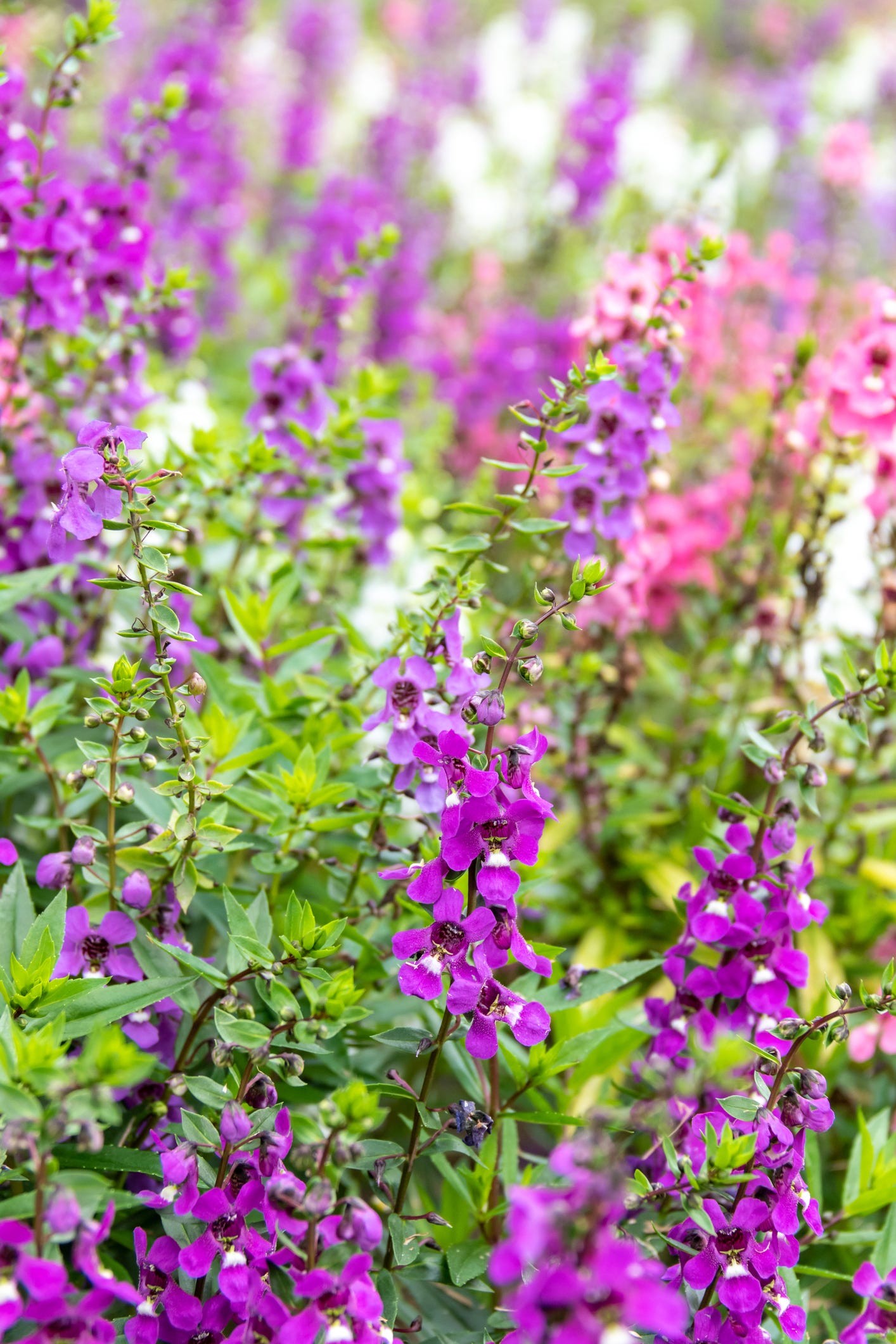 angelonia