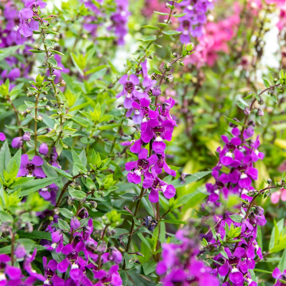 outdoor plants for patio angelonia