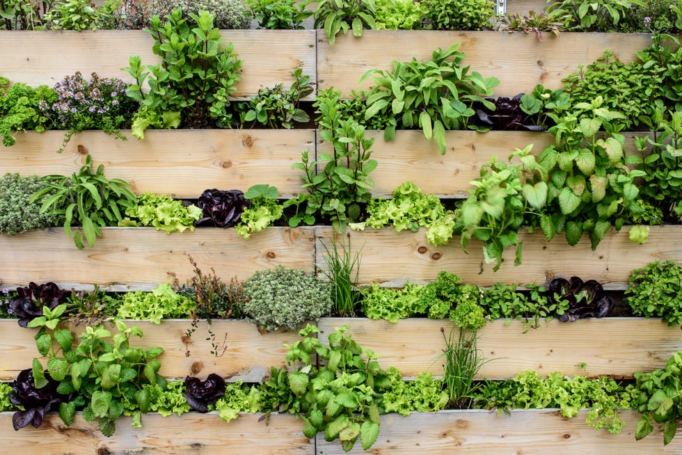 vertical garden for small garden ideas