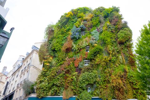 vertical garden on residential building in central paris