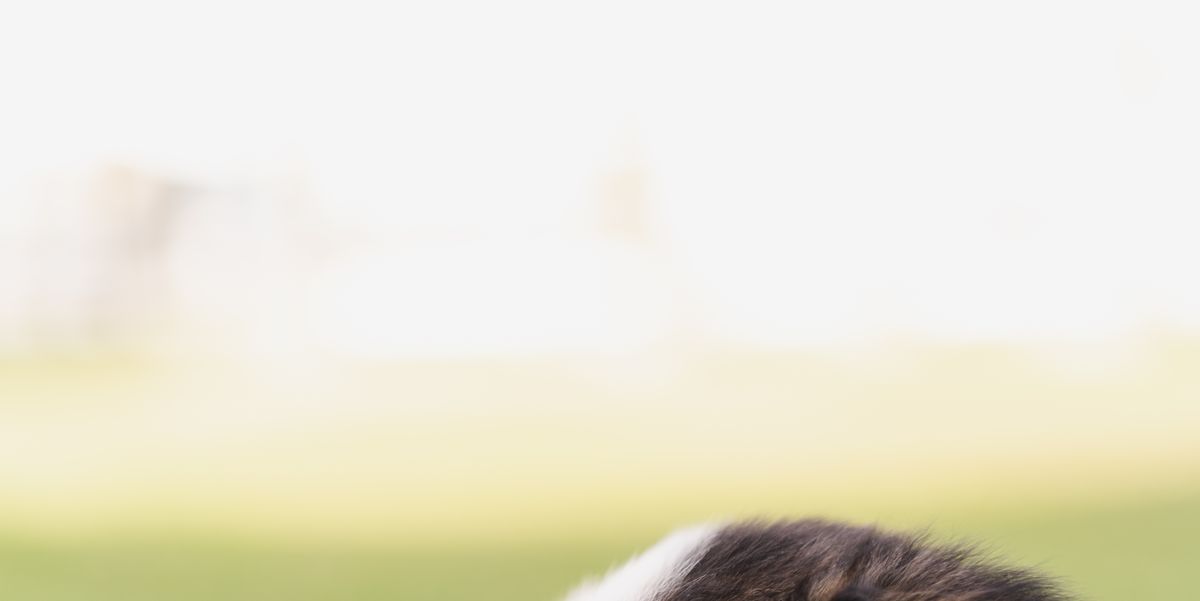 A Vet Reveals How to Keep Your Pet Hydrated This Summer