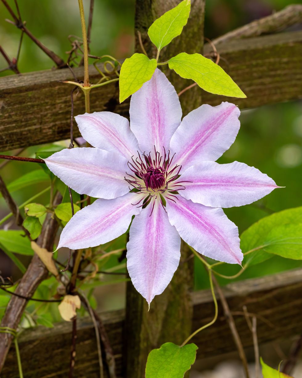 vertical view of nelly moser clematis flower on a fence in the garden