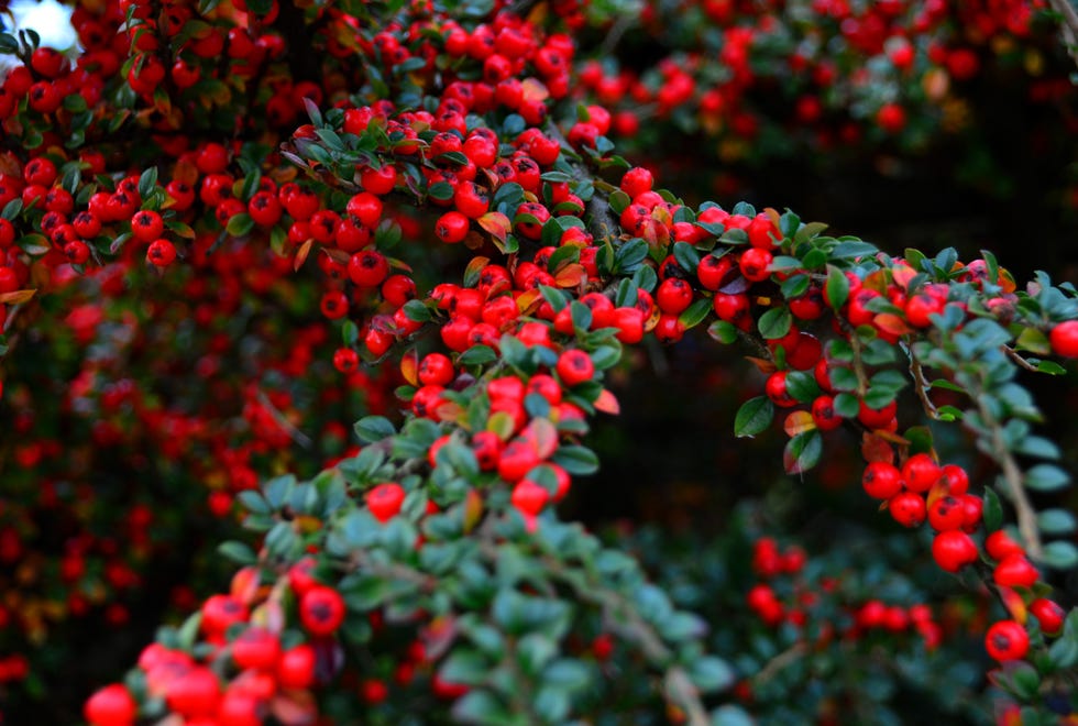 Drought-tolerant shrub Cotoneaster