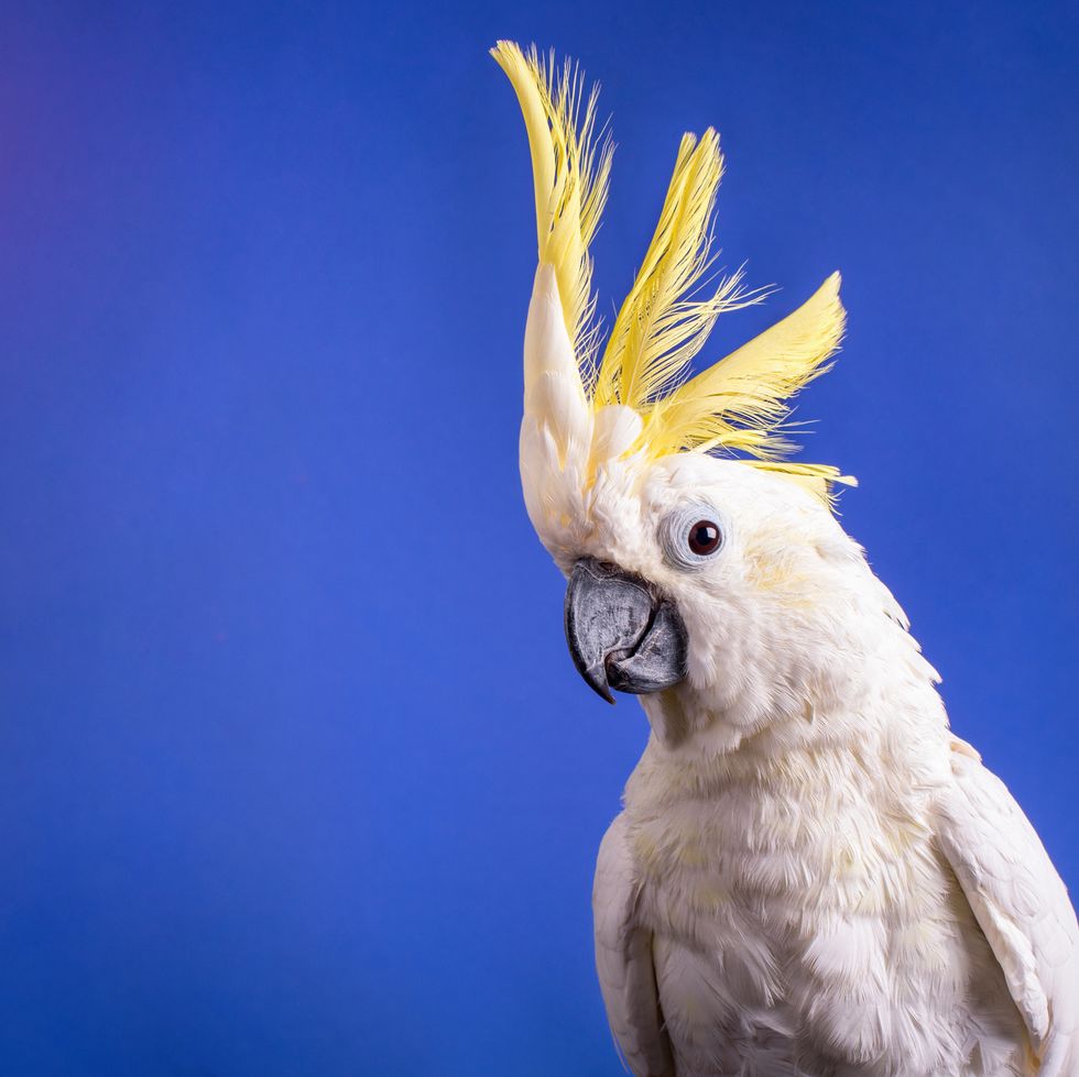 pet bird name ideas a very nice white cockatoo parrot