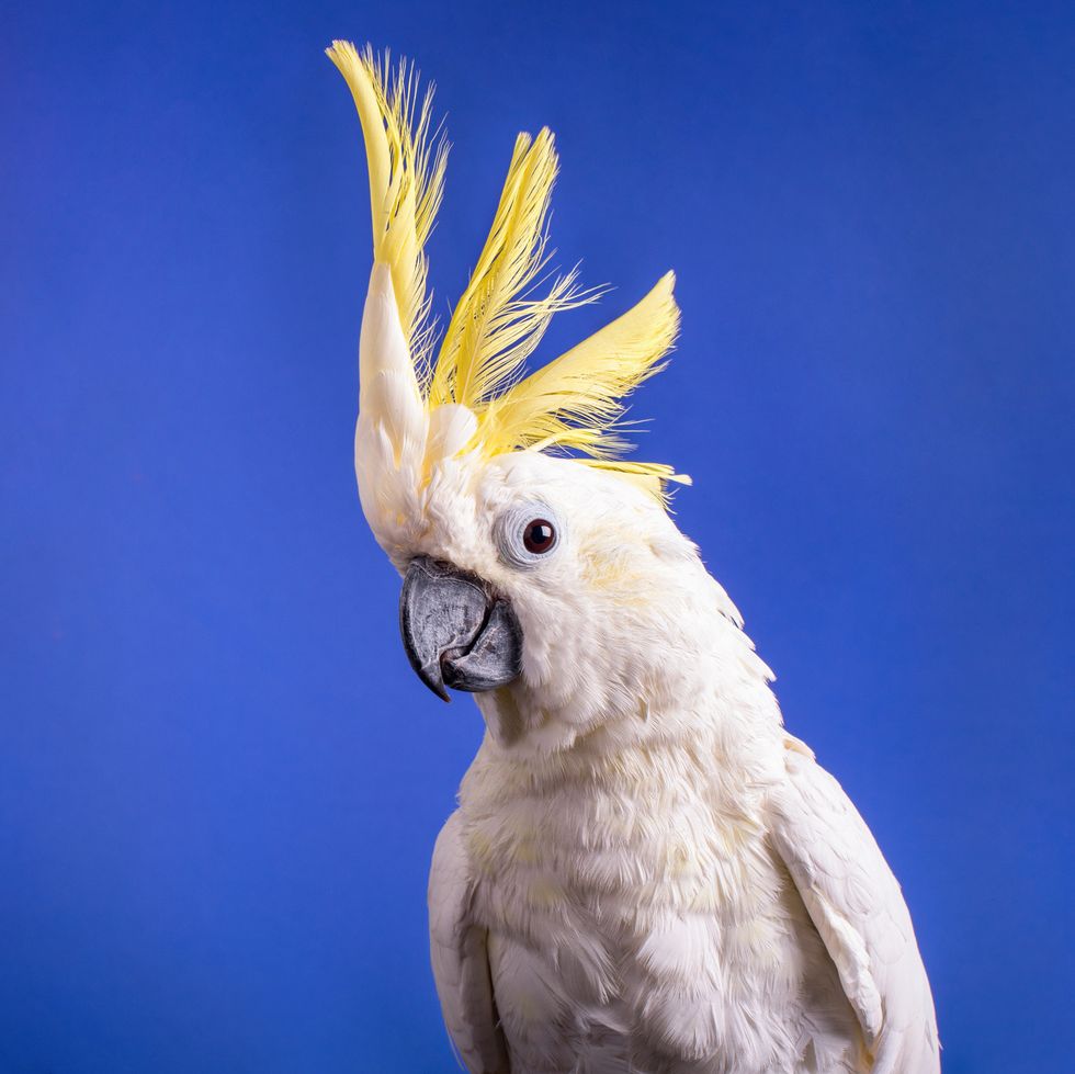 pet bird name ideas a very nice white cockatoo parrot