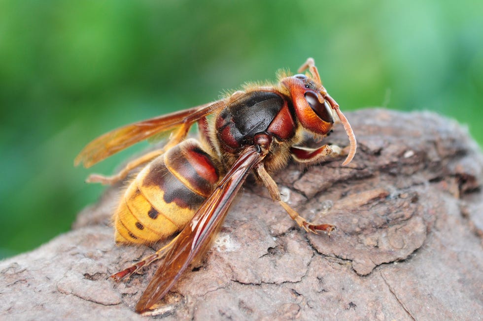 vespa crabro, european giant hornet