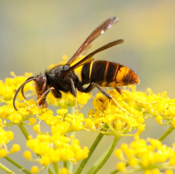 een aziatische hoornaar op een bloem