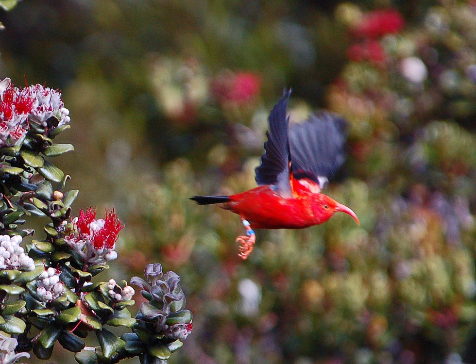 Bird, Beak, Flower, Plant, Botany, Hummingbird, Wildlife, Wing, Flowering plant, Pollinator, 