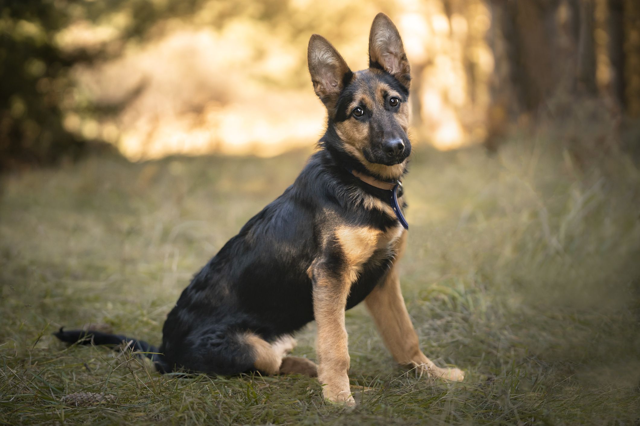 Buy german deals shepherd