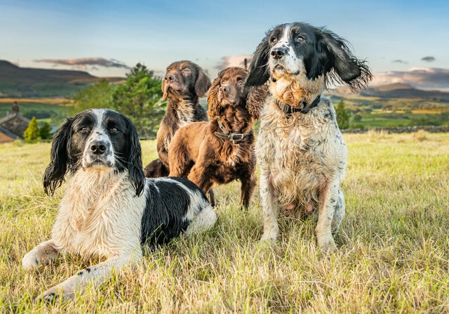 el spaniel ruso es una buena raza de perro