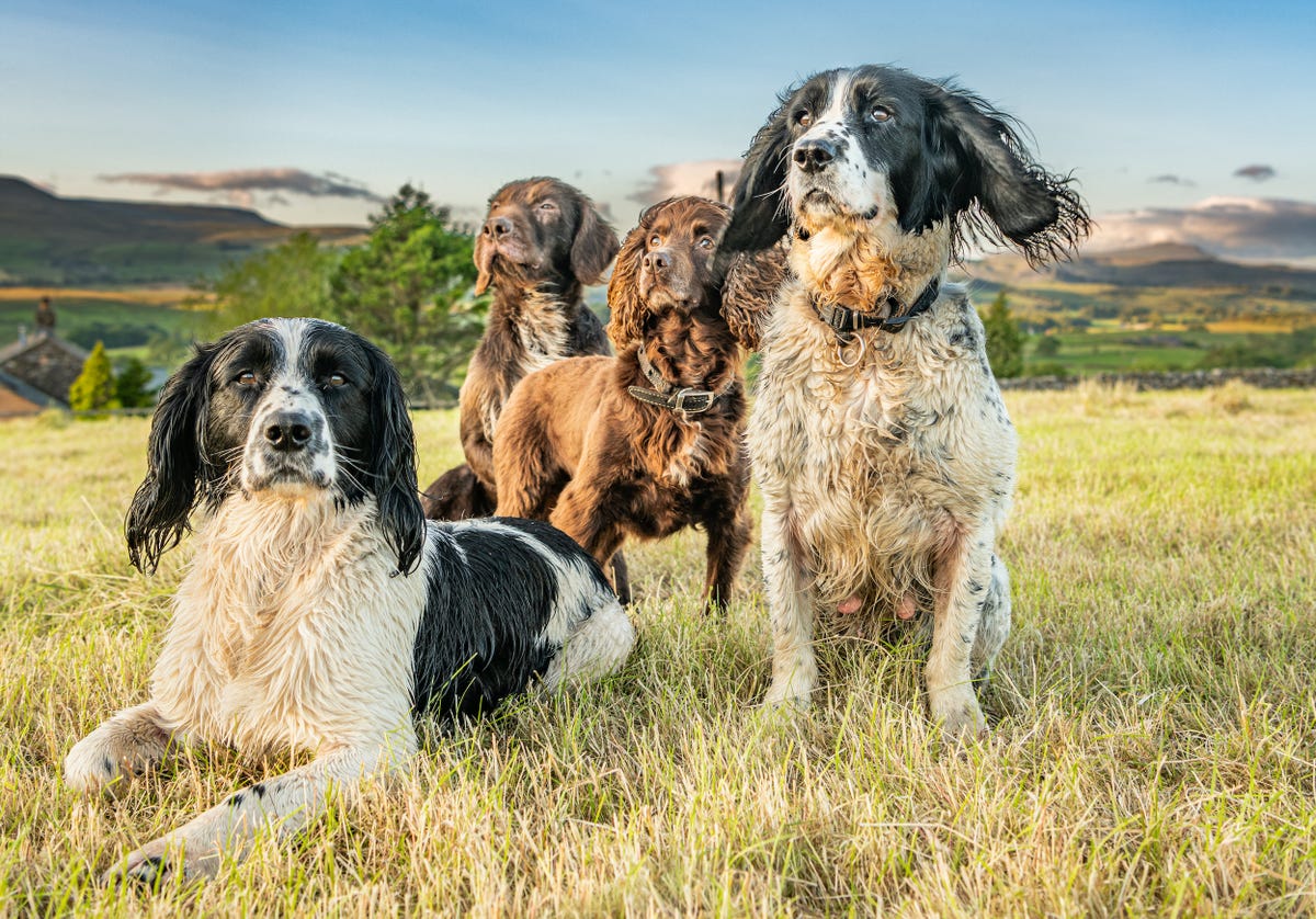 los spaniels son buenos con los niños