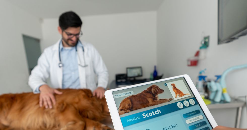 veterinario y perro con su registro en una tablet