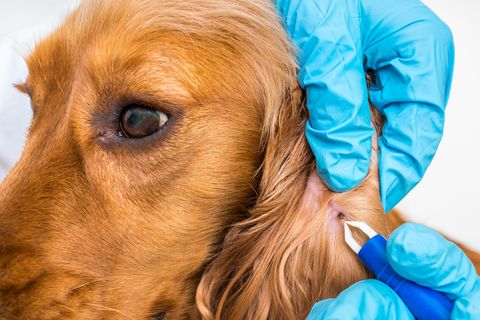 Veterinarian removing a tick from the Cocker Spaniel dog