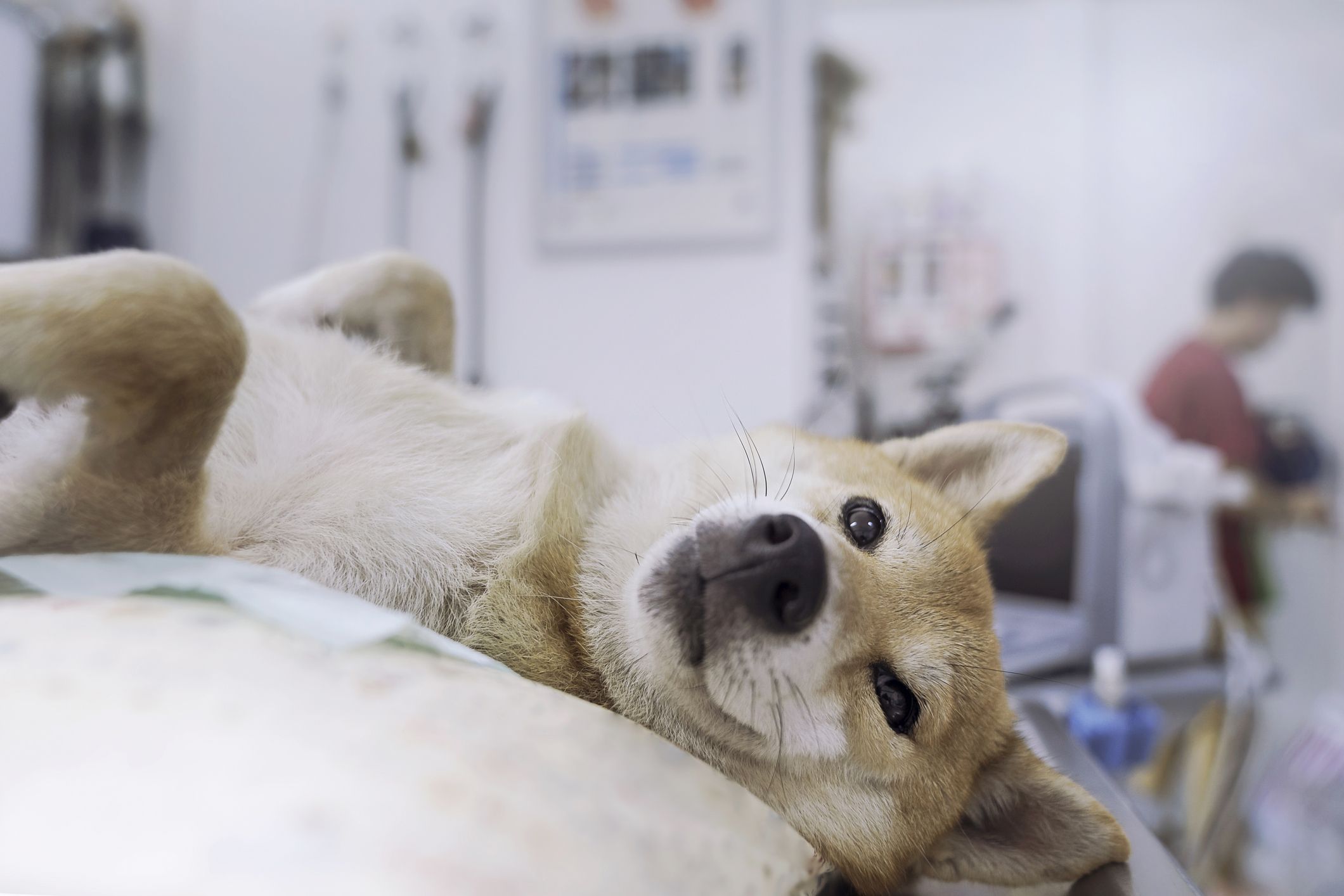 Gaat je hond zich echt beter gedragen als je hem castreert?