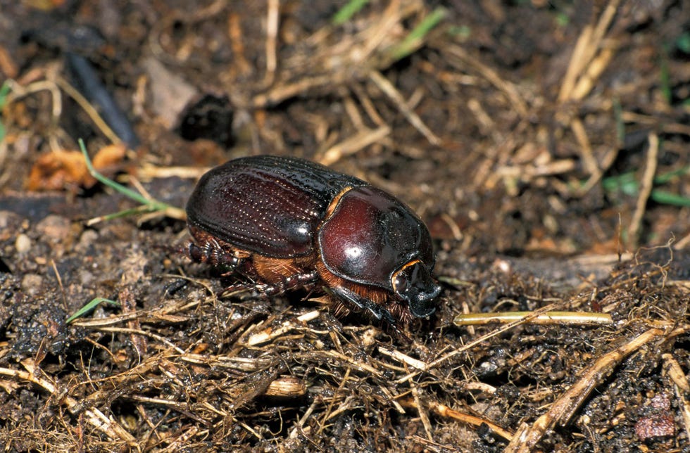 De noordelijke zandmestkever Euoniticellus intermedius is een van de drie mestkeversoorten die in heel Mexico sterk in aantallen achteruitgingen