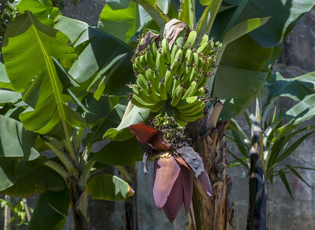 Banana family, Flowering plant, Banana, Plant, Flower, Saba banana, Cooking plantain, Matoke, Leaf, Ensete, 