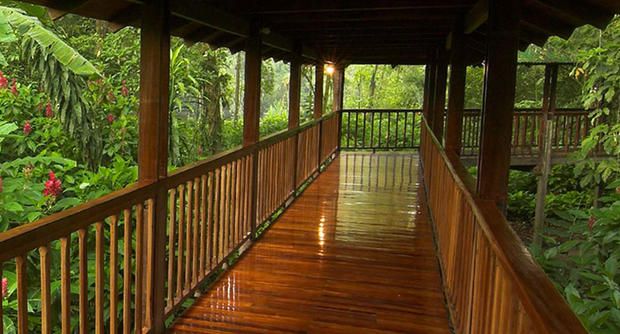 Nature reserve, Property, Natural environment, Deck, Tree, Wood, Room, Forest, Jungle, Hardwood, 