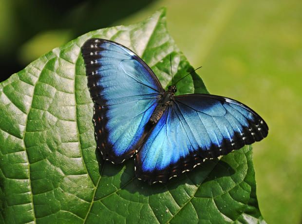 Moths and butterflies, Butterfly, Insect, Invertebrate, Blue, White Admiral or Red spotted Purple, Apatura, Pollinator, Leaf, Lycaenid, 