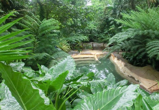 Vegetation, Nature, Nature reserve, Jungle, Water resources, Natural landscape, Botany, Watercourse, Terrestrial plant, Plant, 