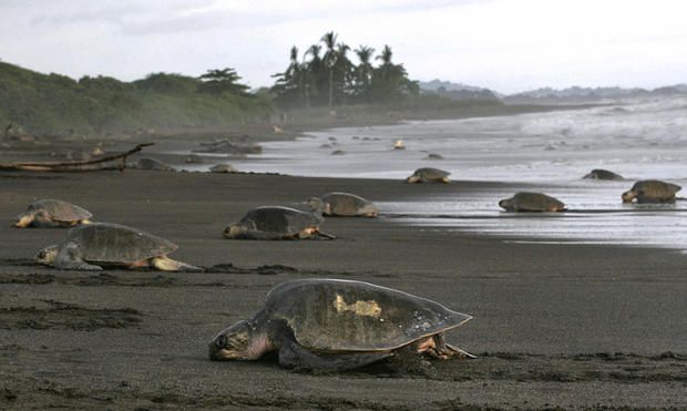 Olive ridley sea turtle, Sea turtle, Green sea turtle, Turtle, Kemp's ridley sea turtle, Reptile, Tortoise, Wildlife, Leatherback sea turtle, Adaptation, 