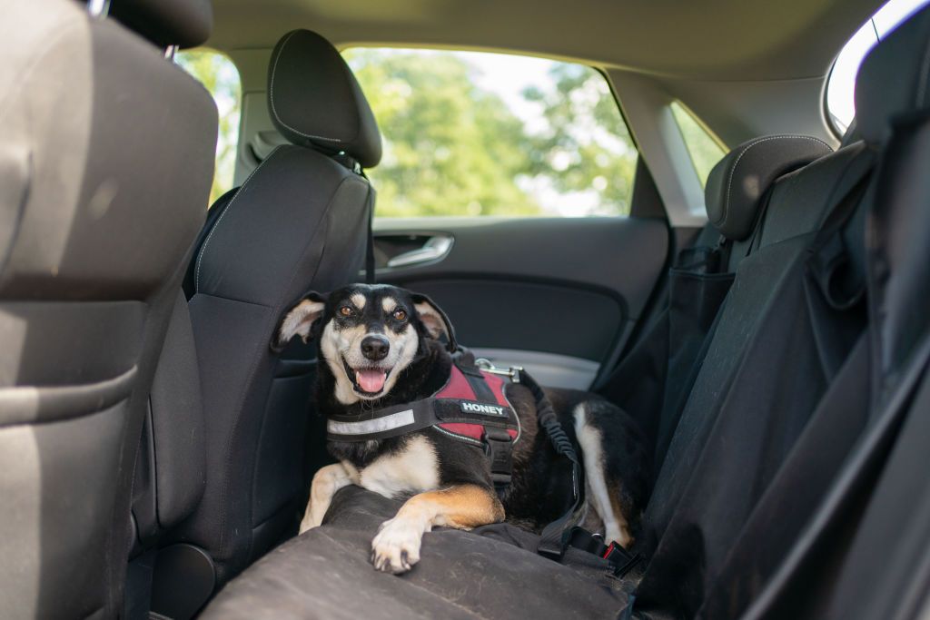 viajar en coche con tu perro, ¿qué debes tener en cuenta?