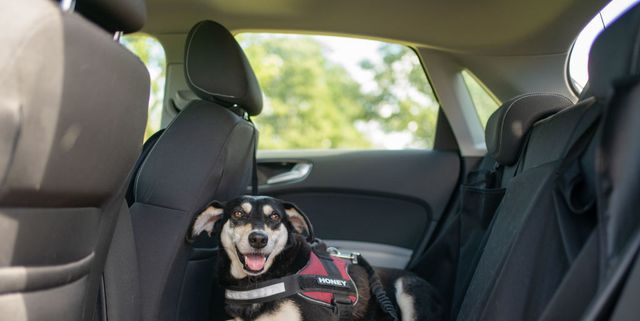 En busca del coche ideal para viajar con tu mascota: medidas