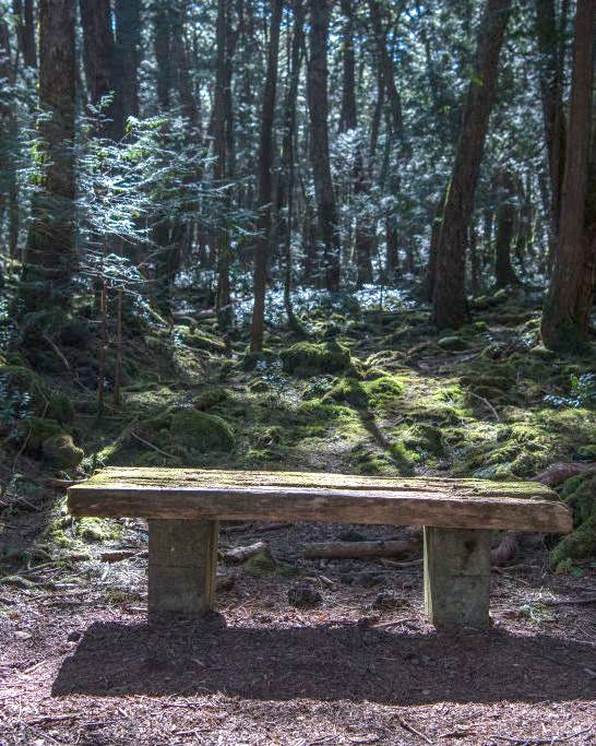 viaje ciudades halloween bosque aokigahara japon