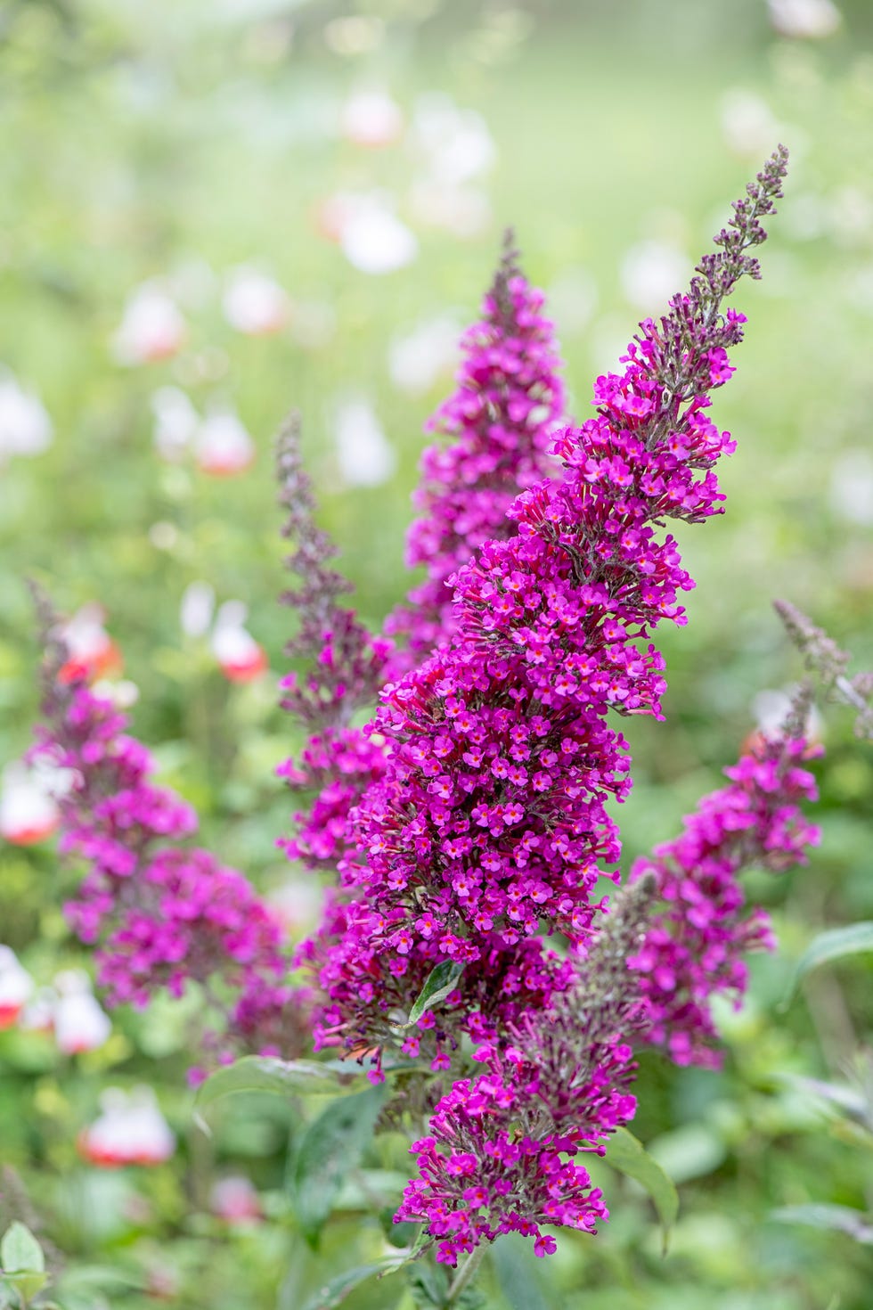 Drought-resistant shrub Butterfly Bush