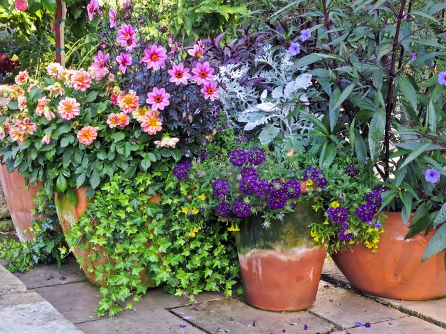 Vibrant garden display