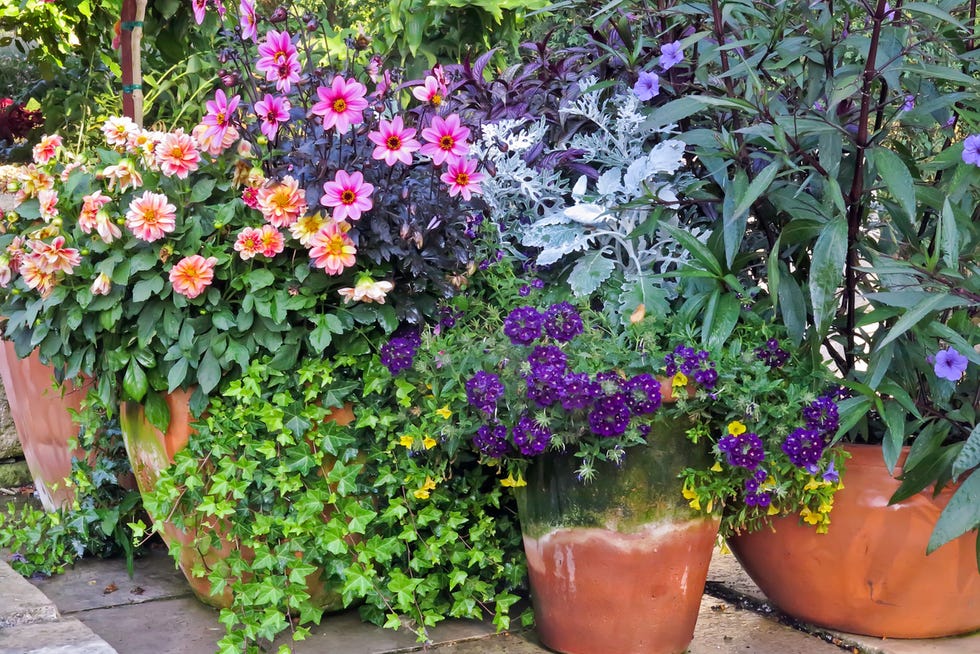 Vibrant garden display