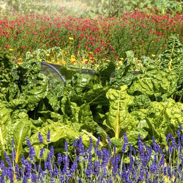 vibrant green kale leaves growing in a vegetable garden with californian poppies and lavender